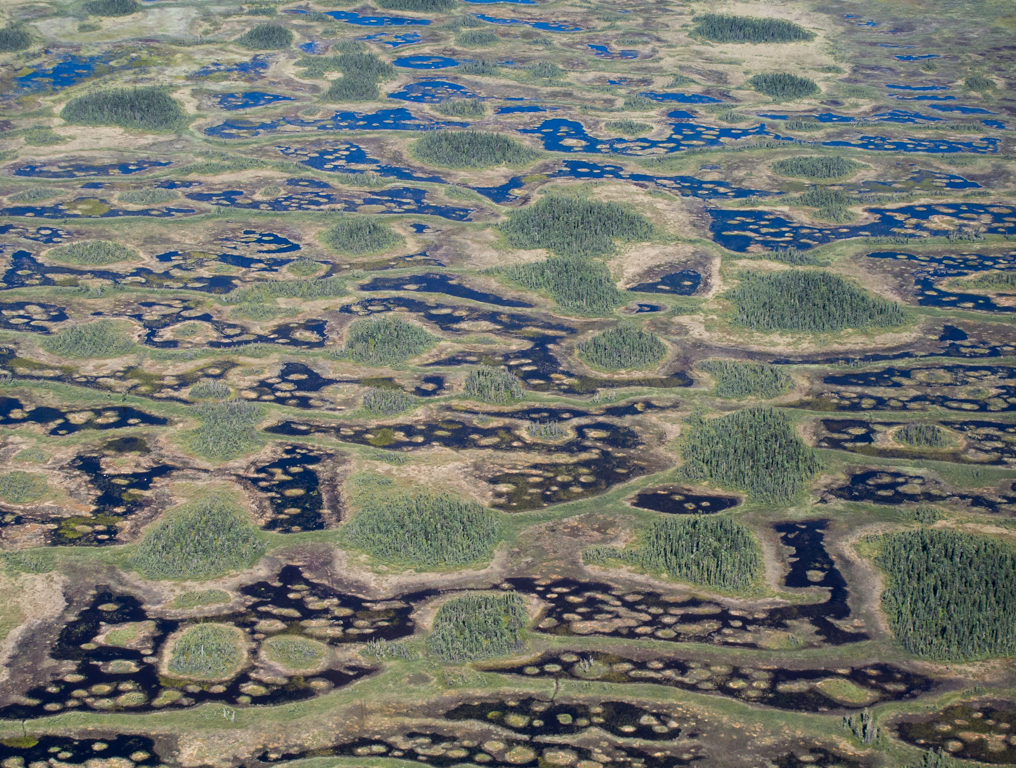 Nature In Class B By Terrie Ulery For Bog Landscape FEB-2019.jpg